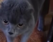 Kočka. Foto: snímek obrazovky YouTube