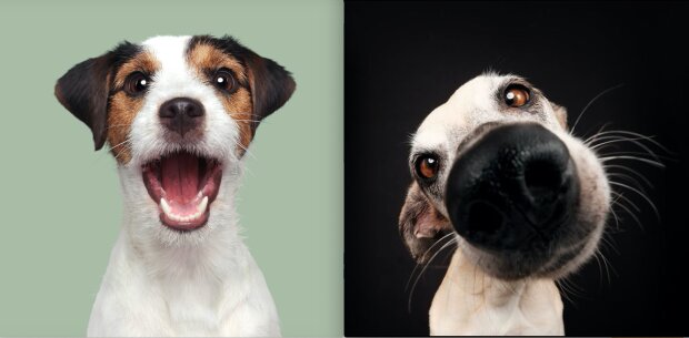 Fotograf dělá rozkošné portréty zvědavých psů
