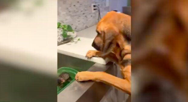 Vlastnice natočila na video, jak velký pes uklidňuje kotě, které si koupí poprve v novém domě