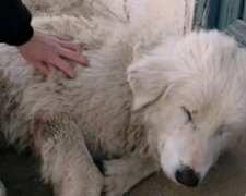 Pes. Foto: snímek obrazovky slonn.me