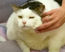 Kočka. Foto: snímek obrazovky YouTube