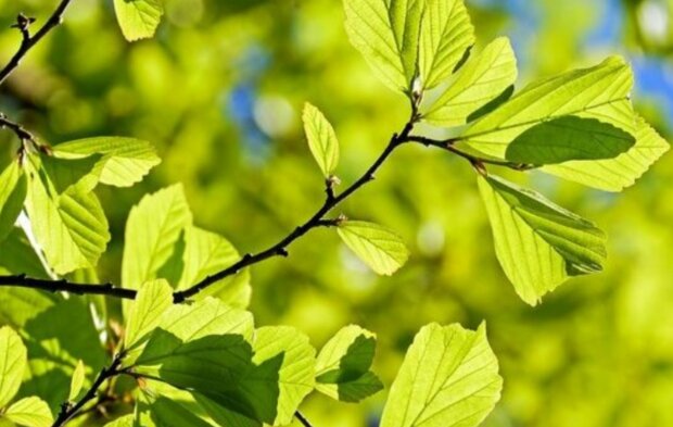 Počasí. Foto: snímek obrazovky stars24.cz