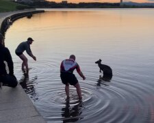 Záchranáři a klokan. Foto: snímek obrazovky YouTube