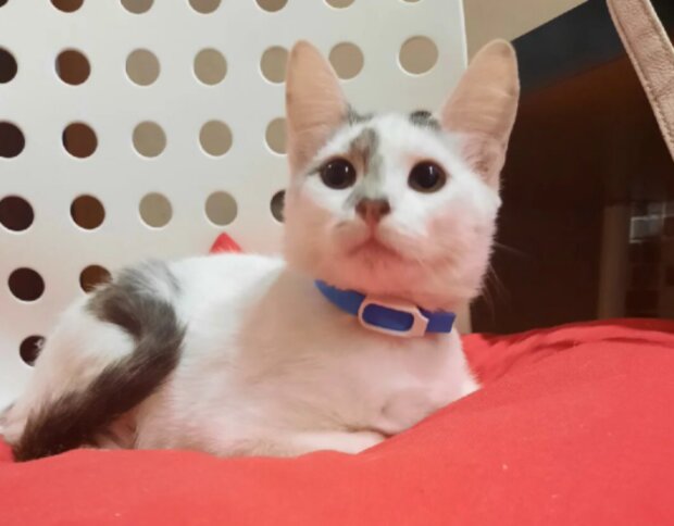 Kočka. Foto: snímek obrazovky laykni.com