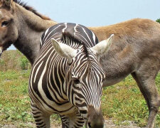 Divoká zebra se spřátelila s oslem na farmě a porodila potomka