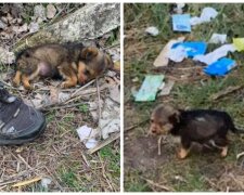 Pes. Foto: snímek obrazovky facebook.com