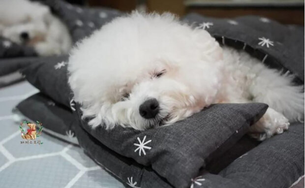 Fotografie spících štěňat ze speciální školky pro psy si podmanily srdce přihlížejících