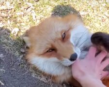 Liška. Foto: snímek obrazovky YouTube