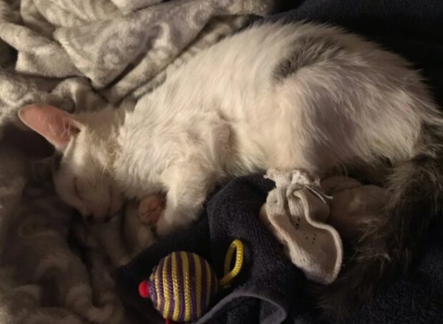 Kočka. Foto: snímek obrazovky laykni.com