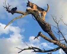 Ovčák se honil za kočkou a uvízl na stromě: museli přivolat záchranáře
