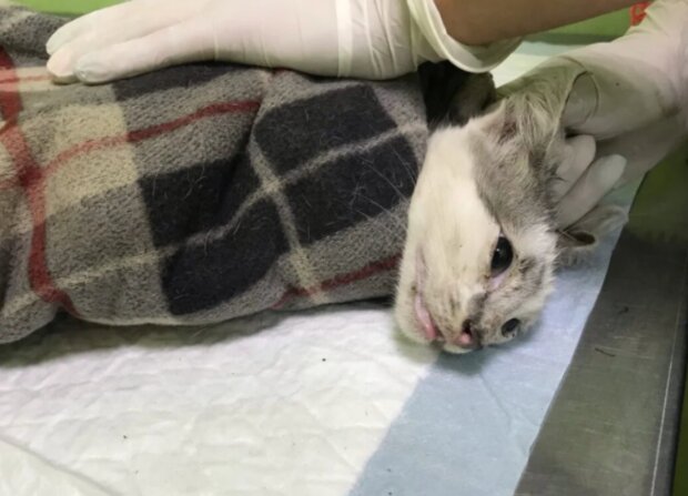 Kočka. Foto: snímek obrazovky laykni.com