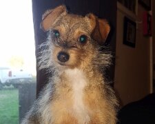 "Mise splnitelná": majitel vymyslel originální způsob, jak udržet svého psa během manikúry