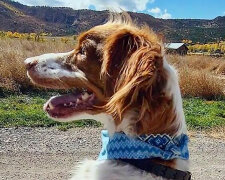 "Jednoho dne žena vykřikla jeho jméno, přiběhla a objala ho jako dávno ztraceného přítele": Jak žije pes, který se naučil chodit na zadních nohách