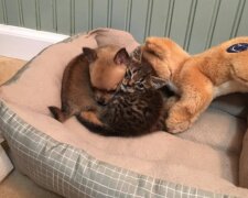 Nejlepší kámoši. Foto: snímek obrazovky laykni.com