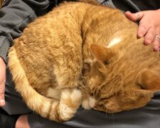 Kočka. Foto: snímek obrazovky popularnoe.net