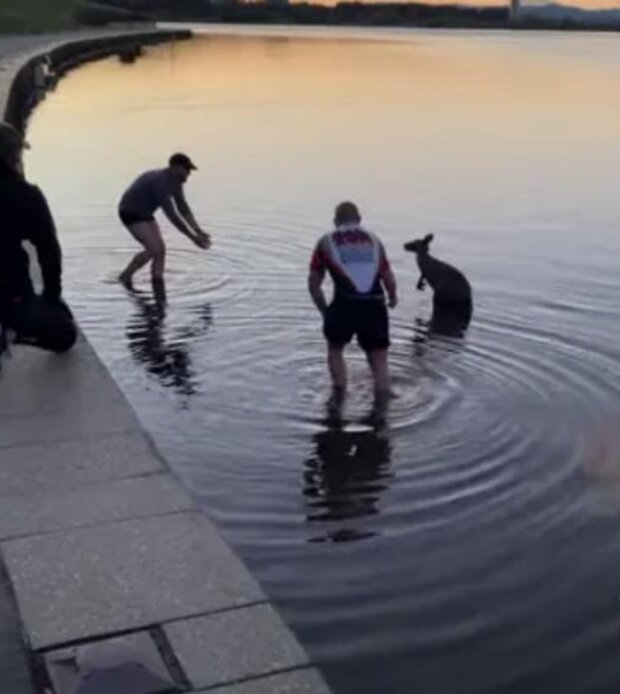 Záchranáři a klokan. Foto: snímek obrazovky YouTube