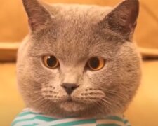 Kočka. Foto: snímek obrazovky YouTube