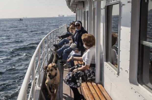 Pes. Foto: snímek obrazovky GETTY IMAGES