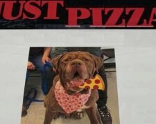 Proč na krabicích v pizzerii umístili fotky psů s útulku