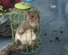 Veverka. Foto: snímek obrazovky Facebook