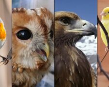 Psychologický test: vybraný pták vám odhalí, co si o vás ostatní myslí