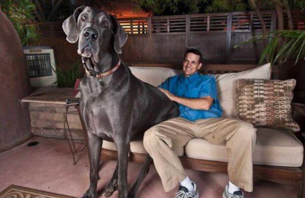 Pes. Foto: snímek obrazovky dw.com