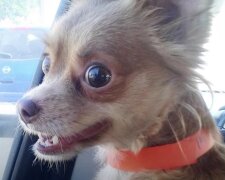 Pes. Foto: snímek obrazovky YouTube