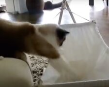 V legračním videu kocour dobývá houpací síť, která mu byla darovaná