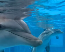 Na Faerských ostrovech se konal lov delfínů: Asi 1500 delfínů obětovalo své životy marně. Místní ochránci přírody pochybují o zákonnosti tohoto lovu