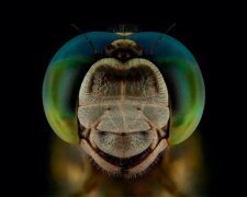 Mouchy, vážky, včely, vosy: fotograf zachytil “výrazy” poletujícího hmyzu