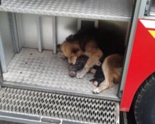 Pes. Foto: snímek obrazovky laykni.com