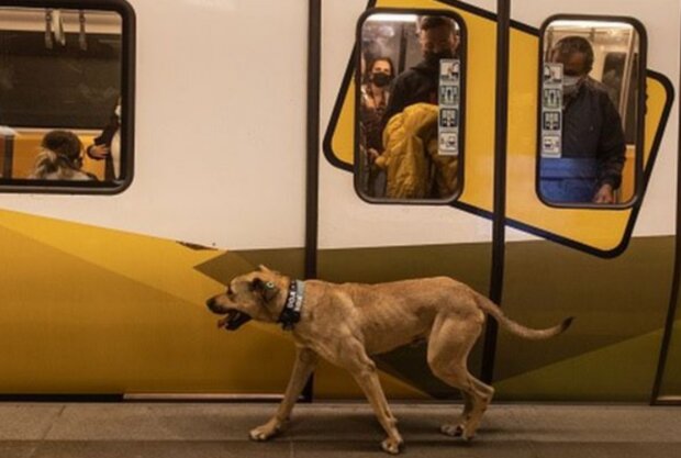 Pes. Foto: snímek obrazovky GETTY IMAGES
