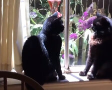 "Vyměnil jsem manželčinu kočku za podobnou": proč muž 6 let tajil před manželkou, že dal jejího mazlíčka do útulku pro zvířata