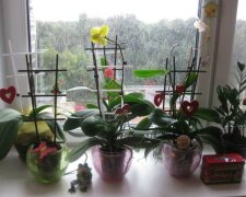 Nikdy si nenechávejte doma orchidej: proč v práci můžete, ale doma v žádném případě