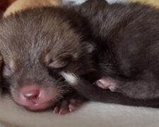 Zvíře. Foto: snímek obrazovky YouTube