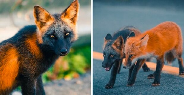 Bratr a sestra, vzácné zbarvené lišky, se spřátelili s fotografem a pózovali pro něj několik týdnů